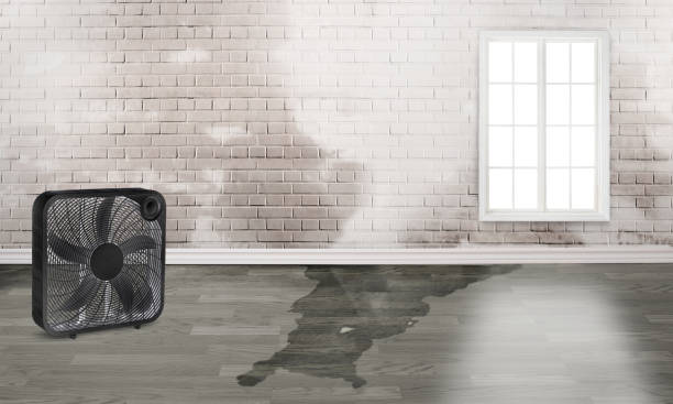 Best Water damage cleanup near me  in Jasper, GA